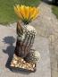 Preview: Echinocereus ctenoides